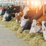 Comissão de Agropecuária da ALMT aprova relatório do leite e política de inovação tecnológica no campo impulsiona transformação no agronegócio