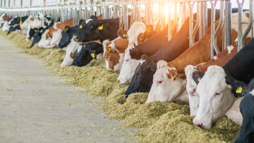 Comissão de Agropecuária da ALMT aprova relatório do leite e política de inovação tecnológica no campo impulsiona transformação no agronegócio